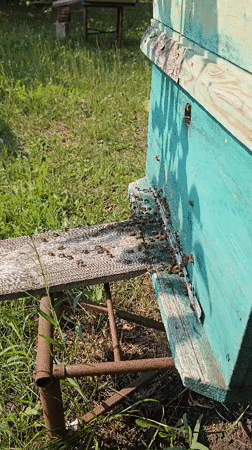 Macro look at insects, garden plants, and backyard life in rural Russia