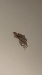 Everyday moments captured in Mengwi: geckos, costumed person, playful dog