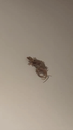 Everyday moments captured in Mengwi: geckos, costumed person, playful dog