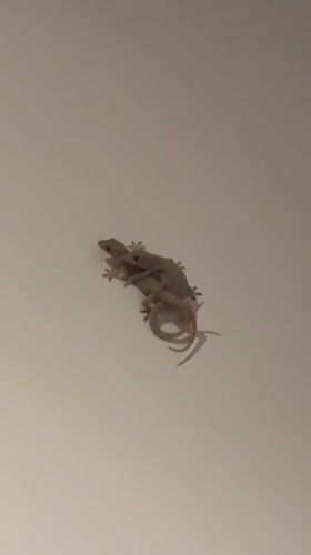 Everyday moments captured in Mengwi: geckos, costumed person, playful dog