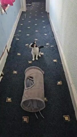 A gray and white kitten stands in the middle of a long, narrow hallway with blue carpet with gold square designs, in front of a cylindrical gray cat tunnel. The kitten licks its lips while looking down at the floor in front of it. The hallway is lined with white baseboards and walls on both sides. At the end of the hallway is a doorway and a glimpse into another room. There is an unidentified pink object at the top of the frame in the upper left corner.