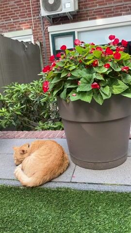 This short video, filmed in Helmond, Netherlands, captures a peaceful outdoor scene. The primary subjects are two domestic cats: an orange tabby curled up asleep on a stone patio, and a black and white cat also sleeping soundly on artificial grass.

The setting appears to be a backyard or patio area, with a brick building in the background. Large potted plants with vibrant red flowers and lush green leaves are a prominent feature, strategically placed on the patio. A white macrame swing chair hangs from an overhang, adding a touch of bohemian decor. Beyond the swing, a bicycle is visible, leaning against the building. A metal staircase ascends the side of the building, suggesting a multi-level structure.

The overall mood is tranquil and relaxed, with the cats enjoying the warmth of what appears to be a sunny day. The lighting suggests it's daytime, likely late morning or afternoon. The scene is uncluttered and gives a sense of domestic comfort. There is no visible text in the media.