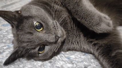 Gray cat chilling on its back in Pavlodar