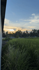 Peaceful rural landscapes documented in Tampaksiring, Indonesia