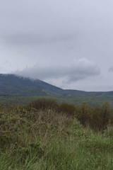 Horses graze in Bulgarian countryside near Izgrev