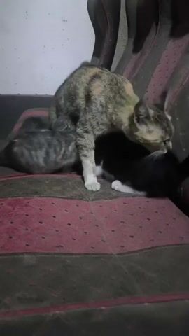 A tabby cat stands over a black cat and a grey and black mottled kitten resting on a red and black striped sofa. The tabby cat is looking down at the black cat and the kitten. The black cat is partially obscured by the tabby cat. The kitten is curled up next to the black cat. The sofa is worn and appears to be in a dimly lit room.