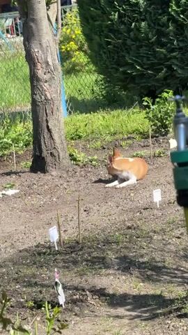 The video shows a small Chihuahua dog resting on dirt in a garden. The dog is primarily light brown with white markings on its face, chest, and paws. It's lying down near the base of a tree trunk. The garden has small sticks and plant markers scattered around. A green garden hose is partially visible on the right side of the frame, and a wire fence is in the background, separating the garden from a grassy area with some green bushes. The lighting suggests it's a sunny day. The dog is looking towards the camera.