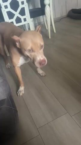 The video shows a tan dog stretching on a wooden floor. The dog is in the center of the frame, with its front legs extended forward and its hindquarters raised. The dog's head is lowered towards the floor. In the background, there is furniture, including a chair and a table. The room appears to be a living room or dining room. The video is short, lasting only a few seconds.