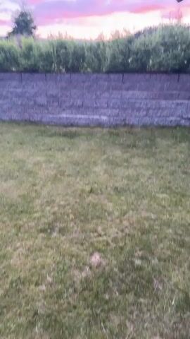 The video shows a sunset over a grassy yard. A stone wall with a row of green bushes behind it separates the yard from the horizon. The sky is a mix of purple and pink, with scattered clouds. A tree and a portion of a dark-colored roof are visible on the right side of the frame. The camera is stationary and the video is short, lasting only a few seconds.