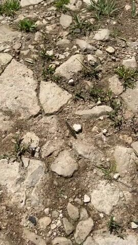 A caterpillar crawls across a rocky, dirt path with scattered green grass and weeds. The caterpillar is dark-colored with lighter markings. The camera angle is a top-down, slightly angled perspective.
