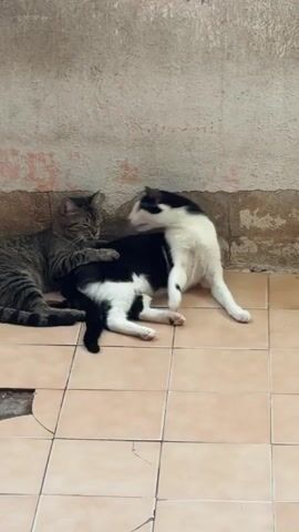 The video shows two cats interacting. One cat is a tabby and the other is black and white. The black and white cat is on its back, arching its body and grooming itself. The tabby cat is partially behind the black and white cat, appearing to be observing or nuzzling it. They are on a tiled floor in front of a textured, weathered wall. The scene appears to be outdoors or in an open, unrefined space.