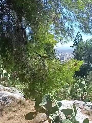 THE VIDEO SHOWS A PANORAMIC VIEW OF A CITY. THE FOREGROUND IS DOMINATED BY CACTUS PLANTS AND TREES. IN THE BACKGROUND, BUILDINGS AND MOUNTAINS CAN BE SEEN UNDER A CLEAR BLUE SKY. THE SCENE APPEARS TO BE A LUSH AND SUNNY DAY.