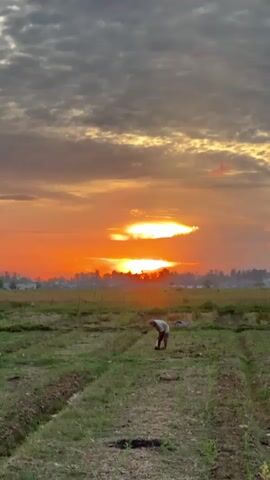 This video shows a wide shot of a farmer working in a field at sunset. The sky is filled with dramatic clouds in shades of orange and gray as the sun sets behind a distant tree line. The farmer, a solitary figure, is bent over, tending to the crops. The field is divided into rows, and the foreground is dominated by green grass and dark soil. The scene captures a moment of rural life and the beauty of nature.