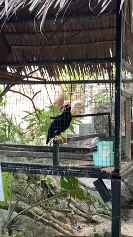The video shows a black bird with orange beak and feet in a cage. The cage has a thatched roof. There are trees and greenery outside the cage. Someone says “Hi Pa!” then “Hello”.