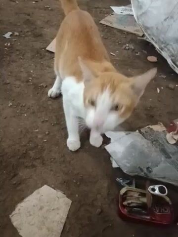 The video shows a medium-sized, light orange and white cat eating from an open, red sardine can on a brown, dirty ground. There is debris around the cat including a white bag or sack, pieces of wood and plastic, and an unidentified grey material. The cat is facing away from the camera, head down, eating from the can.