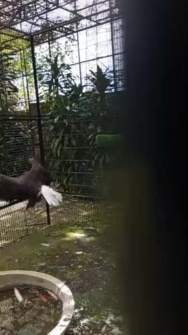 The video shows a bald eagle standing on the ground inside a large cage. The cage has a metal fence and is covered by a mesh top. There are plants and trees visible outside the cage. In the foreground, there is a large, circular metal basin filled with water, with several fish swimming in it. The eagle is dark brown with a white head and tail. It appears to be looking towards the left of the frame. The ground inside the cage is covered in moss and debris. There is also a T-shaped perch covered in green material within the cage. The video is shot from a slightly elevated angle.