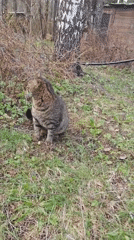 Tabby cat spotted in grassy area near Yakhroma birch tree