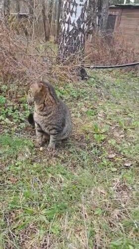 Tabby cat spotted in grassy area near Yakhroma birch tree