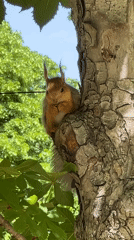 Squirrels captivate park visitors during morning feeding session in Krasnodar