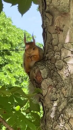 Squirrels captivate park visitors during morning feeding session in Krasnodar