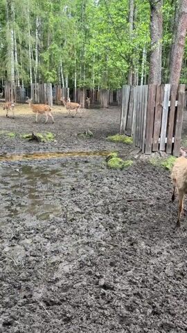 The video shows a herd of sika deer in a muddy enclosure surrounded by wooden fences and tall trees. The ground is mostly covered in mud with some patches of grass. The deer are a mix of sizes and have the characteristic white spots on their coats. The camera focuses on one deer close to the fence, showing its head and face through the green wire mesh. The deer is brown with a white muzzle and dark eyes. Its antlers are just starting to grow.