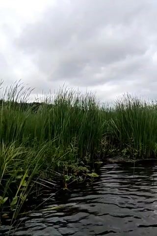 The video shows a body of water, likely a river or lake, with dense green reeds lining the bank. The sky is overcast with gray clouds. The water appears dark and slightly rippled. The perspective suggests the camera is positioned low, possibly from a boat or at water level. There are no people or discernible objects visible other than the natural environment. The scene is tranquil and shows a natural landscape.
