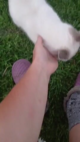 A person's arm and hand are shown caressing the head of a cat. The cat has white fur with gray markings on its face and tail, and its eyes are closed. The hand is gently stroking the cat's chin and cheek. The scene takes place outdoors on a grassy lawn, with parts of the person's legs and feet visible wearing purple slippers and gray socks. The lighting suggests it is daytime.