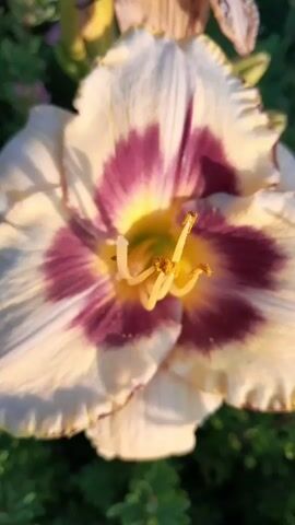 A close-up, vertical video shows a single, fully bloomed daylily flower. The flower has white outer petals with a faint yellow tinge and ruffled edges. The center of the flower features a deep purple, eye-shaped pattern that extends towards the base of the petals. The stamens, topped with yellow pollen, are prominently displayed in the center. The background is blurred, showing green foliage, suggesting the flower is outdoors in a garden setting. The lighting indicates it is either sunrise or sunset, with a warm glow illuminating the flower. There are no people or animals visible in the video.