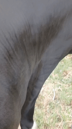 Rural moment with tethered cow captured in Lithuanian countryside