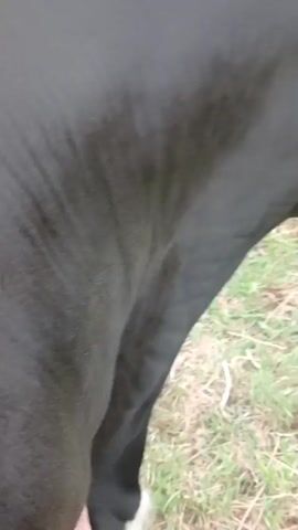 The video shows a close-up of a black cow in a grassy field. A hand pets the cow’s neck at the beginning of the video. The camera then moves to show the cow's head, including its horns and a blue halter. In the background, a hill and two wind turbines are visible. The cow has a yellow tag in its ear. The camera then focuses back on the cow's flank.
