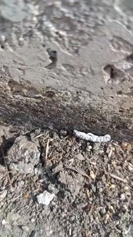The video shows a close-up view of the ground near a concrete structure. The ground is composed of dirt, small rocks, and some plant debris. In the center of the frame, there is a small object that appears to be a dead caterpillar or larva, which is greyish-white and somewhat curled up. Several small black ants are visible on and around the caterpillar, suggesting they are either feeding on it or carrying it away. The lighting indicates it is daytime, likely sunny.