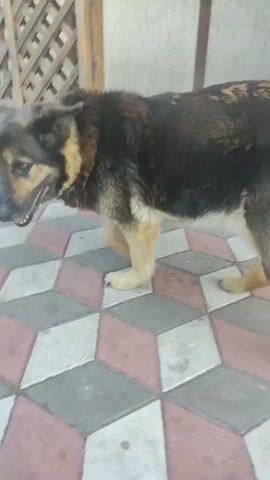 A medium-sized dog with dark brown and tan fur is on a patterned paved surface. The dog is looking down at the ground and then looks to the side. In the background is a wooden fence and a wall.