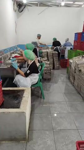 The video shows a group of people, likely workers, in a processing facility. Several individuals, wearing hairnets and aprons over their clothes, are gathered around stainless steel sinks. They are wearing blue gloves and appear to be handling small items, possibly food products, which are stacked in piles on a surface next to them. In the background, more people are visible, also wearing hairnets and engaged in similar activities. The environment seems to be a production or packaging area, with crates of various colors (red, blue, green) stacked around the room. The floor is tiled, and overhead lighting illuminates the space. The overall impression is one of organized labor within a food or product processing setting.