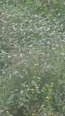 A field of wildflowers, predominantly white, with some small blue and yellow flowers interspersed, is seen from a medium distance. The foliage is dense and appears to be in a natural, uncultivated setting. The lighting suggests it is daytime, possibly overcast due to the lack of harsh shadows. There are no people or animals visible in the frame. The camera appears to be static.