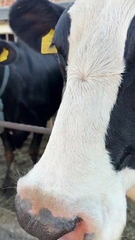 A close-up video shows a black and white cow looking at the camera. The cow's head and snout fill the foreground, with its white fur and black markings clearly visible. In the background, other cows, also black and white with yellow ear tags, are visible in a pen. The pen appears to be an outdoor enclosure with dirt or straw on the ground and a brick building in the distance. The lighting suggests it is daytime, possibly early morning or late afternoon, with a clear sky.