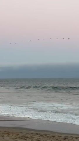 A flock of birds flies in a line across a pale pink and gray sky over a calm ocean with small waves crashing on a sandy beach. The camera is positioned low to the ground on the beach, looking out at the ocean and sky.