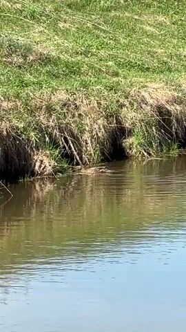 The video shows a body of water bordering a grassy bank. The water is relatively still, with light ripples on the surface. The grass is a mix of green and brown, indicating varying stages of growth and dryness. The focus of the video appears to be on something in the water near the grassy bank, but its visibility is limited. A question in Russian ("Чё делаешь?") is uttered in the video, which means, "What are you doing?" in English.