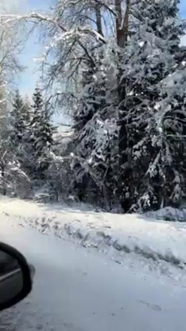 The video shows a snowy landscape from the perspective of someone in a car driving on a snow-covered road. Trees along the roadside are heavily laden with snow. The sky is visible in patches between the trees, and appears blue. The car's side mirror is visible in the lower left corner of the frame. The road is flanked by deep snow drifts.