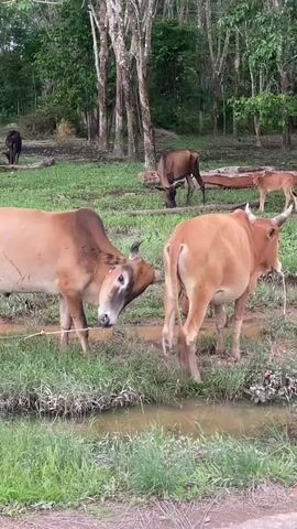 The video shows a group of cows in a grassy, wooded area with a small stream or muddy puddle in the foreground. Two brown cows are in the center of the frame, one facing left and the other facing right. The cow on the left has its head lowered as if eating or drinking. The cow on the right has its tail up and appears to be relieving itself. There are other cows in the background, including a dark brown cow and a lighter brown calf. The trees in the background are tall and appear to be tropical. The ground is covered in grass and mud.