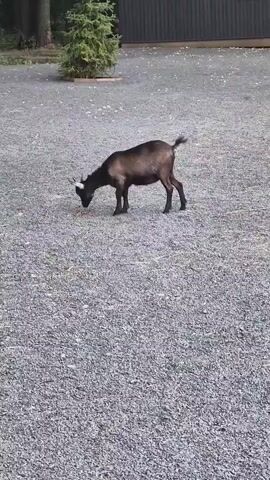 A goat stands in a gravel area next to a small evergreen tree. The goat is dark brown and appears to be looking upwards. In the background, there is a dark colored building and trees. The video is short and does not show any action.