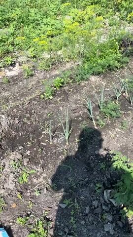 The video shows a top-down view of a garden bed on a sunny day. The garden contains rows of young plants, including onions and what appear to be dill or other herbs. In the foreground, a shadow of a person is cast across the soil. There are also some small tomato plants with yellow flowers visible. The soil is dark and appears somewhat dry in places. In the background, there are taller green plants and a wooden fence. The scene suggests a garden in the early stages of growth during the summer season.