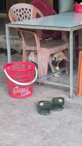Two puppies are under a table. One puppy on the left is looking towards the right. The puppy on the right is eating something yellow. There is a red basket to the left of the table. Two pairs of green sandals are on the ground in front of the table.