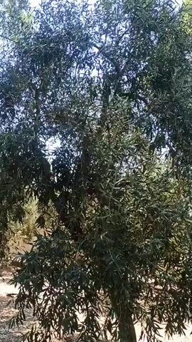 This video showcases an outdoor scene featuring a grove of olive trees, a tall eucalyptus tree, and a clear blue sky. A man, dressed in a light-colored short-sleeved shirt, shorts, a hat, and sunglasses, stands in the middle of the grove, looking towards the camera. He appears relaxed and is standing between rows of olive trees, with a dense pine forest visible in the background. The ground is covered with dirt and some dry leaves. The sunlight suggests it is a bright, clear day, likely mid-day, given the intensity of the light and shadows. The overall atmosphere is peaceful and serene, evoking a sense of being in a Mediterranean landscape. The presence of olive trees and the sunny weather strongly suggest a location in Italy, aligning with the provided location context of Terlizzi, Italy. There is no visible text in the video.