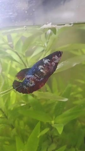 A Betta fish with colorful scales, including blues, reds, and whites, swims in a clear aquarium filled with green aquatic plants. The fish is positioned vertically, facing away from the camera, with its fins spread. The water surface has small white bubbles, and the lighting is bright. The camera pans slightly to the right, showing more of the aquarium and its inhabitants. Another Betta fish, with darker scales and red fins, appears briefly near the surface, facing the first fish. Both fish are near the top of the tank, surrounded by lush green plants that extend throughout the frame.