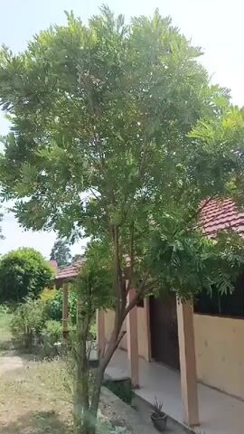 The video shows a tree with green leaves and a brown trunk. It is located next to a building with a beige wall and a red roof. The building has pillars and a door. There is also some grass and other plants around the tree and building. The sky is visible in the background and it appears to be a sunny day. The camera is stationary and the video is shot from a slightly low angle, looking up at the tree.
