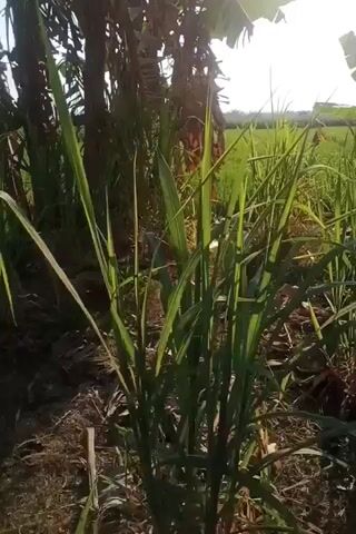 The video captures a close-up view of tall, green grass, likely sugarcane or a similar crop, swaying gently in the breeze. The foreground is dominated by these plants, with dry soil and some fallen leaves visible at their base. In the background, more of the same type of vegetation stretches into the distance, with hints of what might be banana trees to the left. The scene appears to be outdoors, possibly a field or a rural area, with the bright sky suggesting daylight. The camera is positioned low, looking up at the plants.