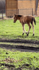 Horses and foal graze in Russian countryside fields
