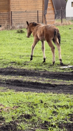 Horses and foal graze in Russian countryside fields