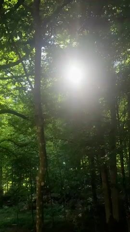 The video shows a view looking upwards into a forest canopy. Sunlight filters through the green leaves of the trees. The trees appear dense, creating a lush, green environment.