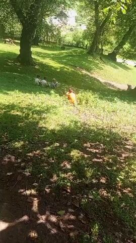 The video shows a group of children playing on a grassy hill in a park. A child in an orange shirt is running towards a group of children sitting on the grass. The sun is shining, and there are trees in the background.